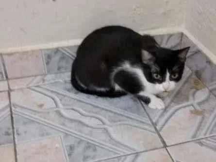 Gato ra a  idade 2 a 6 meses nome Tammy (Já Castrada)