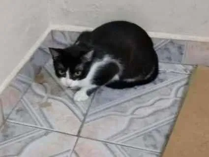 Gato ra a  idade 2 a 6 meses nome Tammy (Já Castrada)