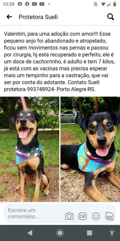 Cachorro ra a Vira-Lata idade 1 ano nome Valentim