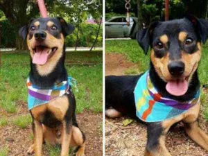 Cachorro raça Vira-Lata idade 1 ano nome Valentim