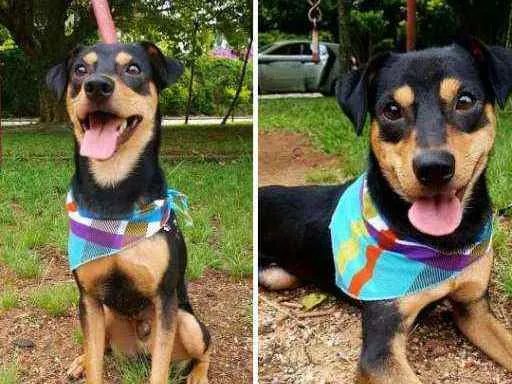 Cachorro ra a Vira-Lata idade 1 ano nome Valentim