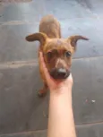 Nalinha