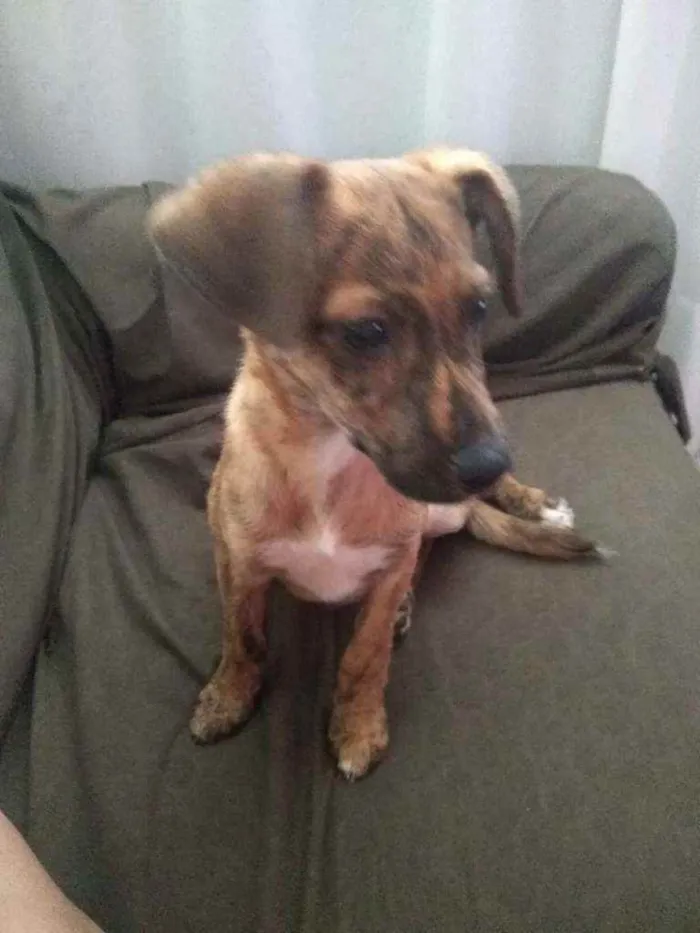 Cachorro ra a SRD idade 2 a 6 meses nome Nalinha