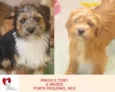 Cachorro raça  idade 7 a 11 meses nome Pingo e Toby