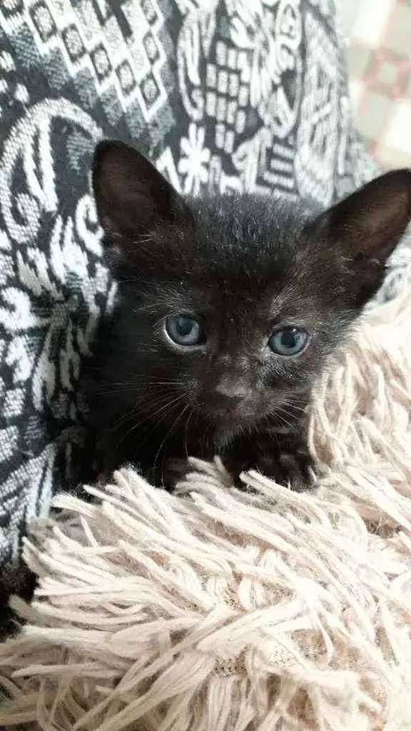 Gato raça SRD idade Abaixo de 2 meses nome Pimpolha