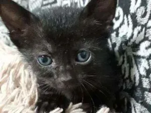 Gato raça SRD idade Abaixo de 2 meses nome Pimpolha