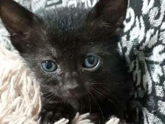 Gato raça SRD idade Abaixo de 2 meses nome Pimpolha