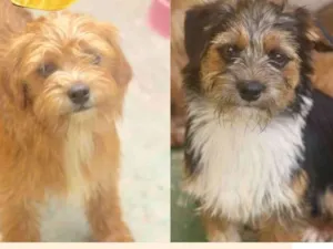 Cachorro raça  idade 7 a 11 meses nome Pingo e Toby