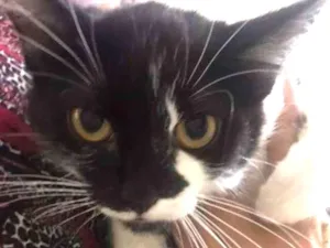 Gato raça SRD-ViraLata idade 2 a 6 meses nome Majú (Já Castrada)