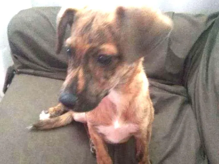 Cachorro ra a SRD idade 2 a 6 meses nome Nalinha