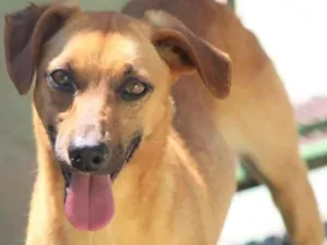 Cachorro raça  idade  nome Pitucha