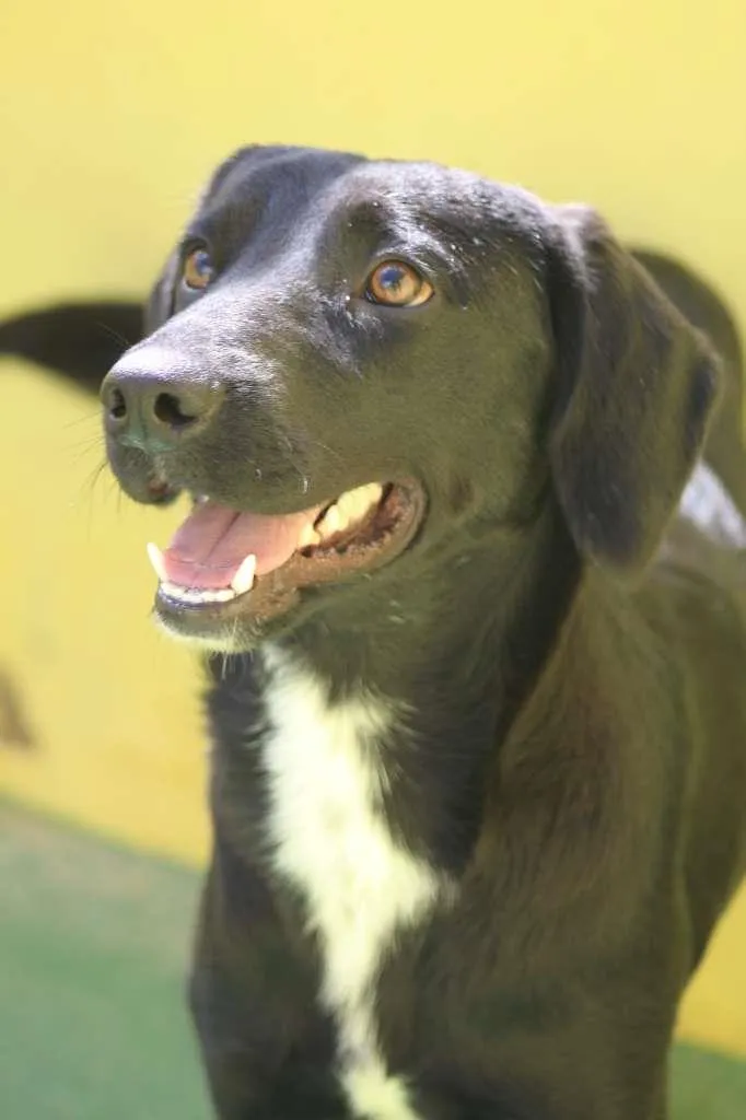 Cachorro raça  idade  nome Otto