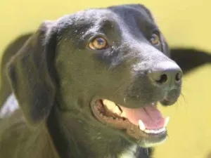 Cachorro raça  idade  nome Otto