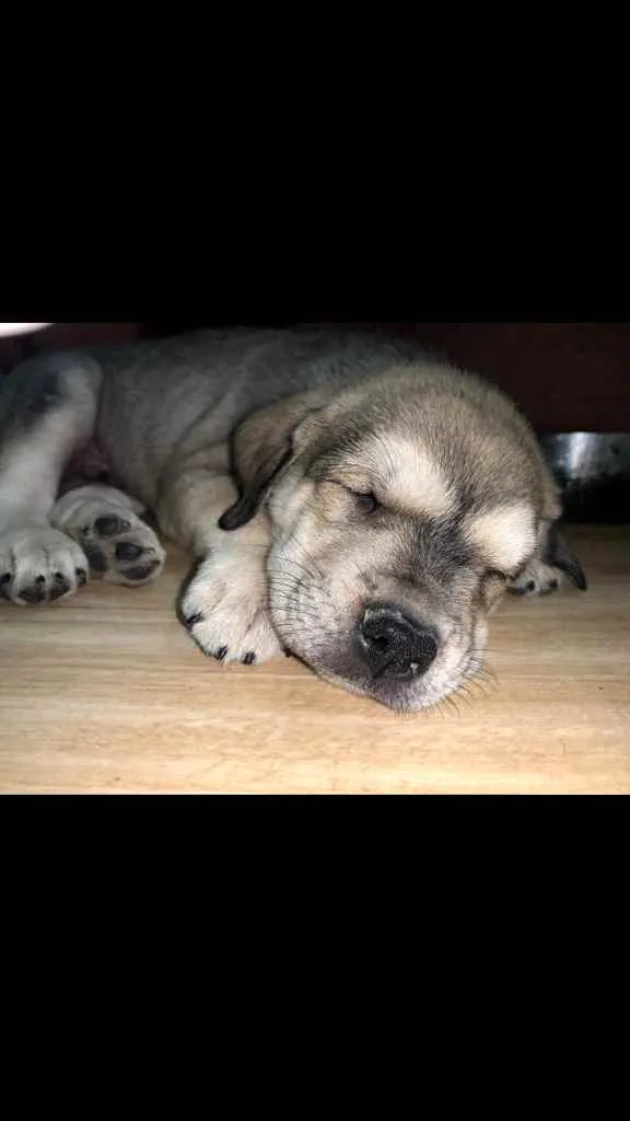 Cachorro ra a Vira-lata  idade 7 a 11 meses nome Hércules 