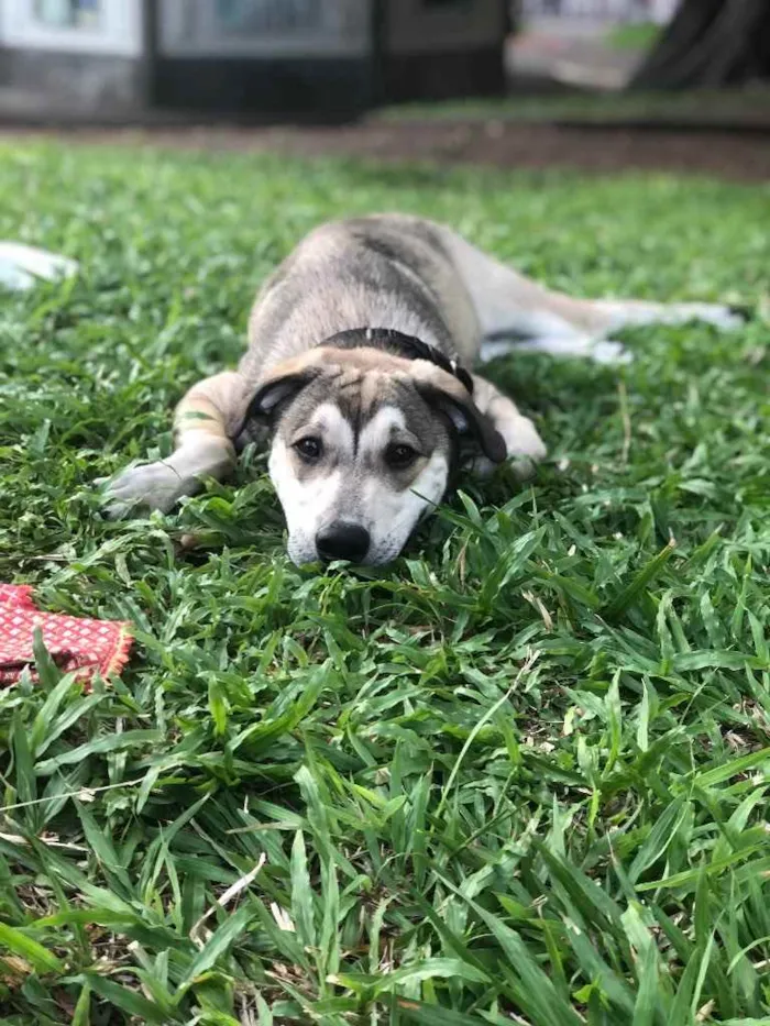 Cachorro ra a Vira-lata  idade 7 a 11 meses nome Hércules 