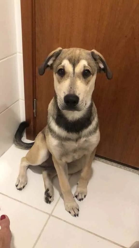 Cachorro ra a Vira-lata  idade 7 a 11 meses nome Hércules 