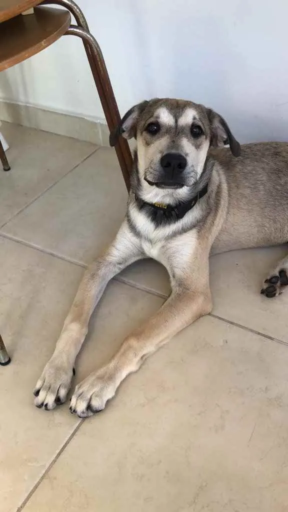 Cachorro ra a Vira-lata  idade 7 a 11 meses nome Hércules 