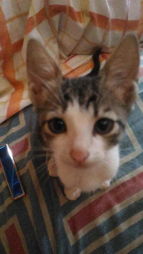 Gato ra a  idade Abaixo de 2 meses nome Filhotes