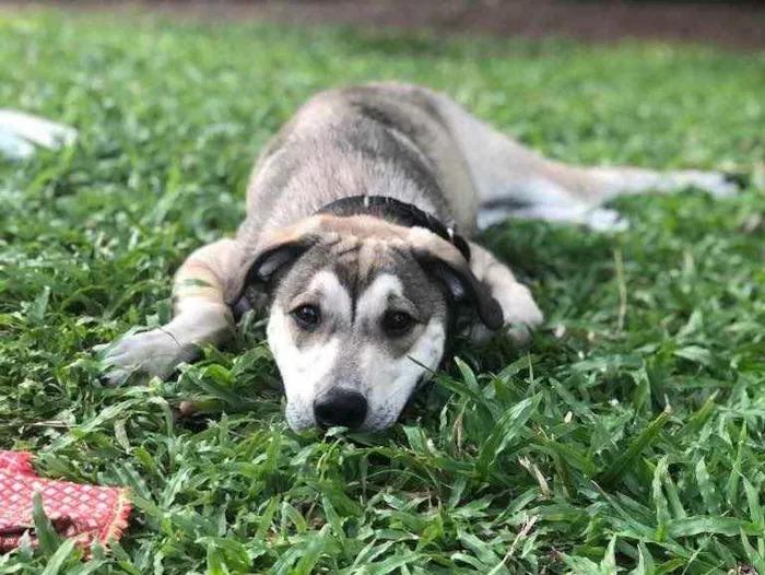 Cachorro ra a Vira-lata  idade 7 a 11 meses nome Hércules 