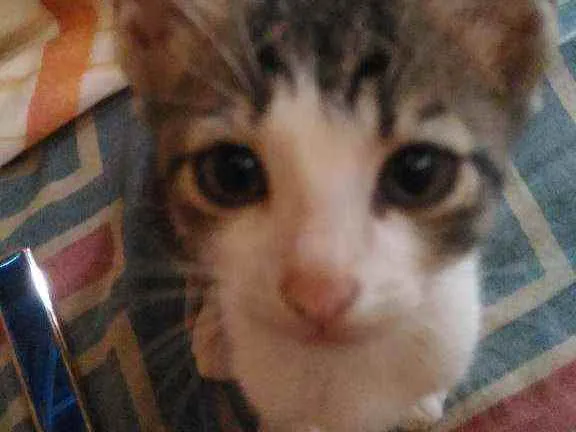 Gato ra a  idade Abaixo de 2 meses nome Filhotes