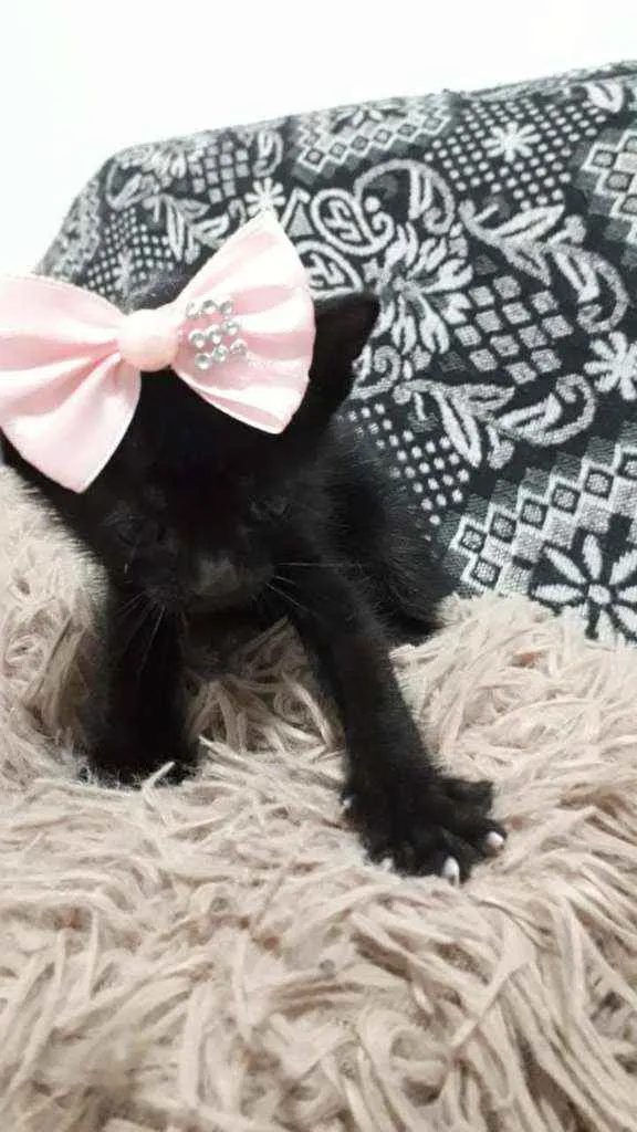 Gato raça SRD idade Abaixo de 2 meses nome Pimpolha