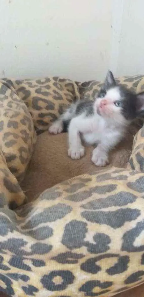Gato ra a S.R.D. idade Abaixo de 2 meses nome Mingau