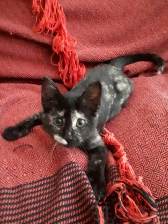 Gato ra a S.R.D. idade 2 a 6 meses nome Maria