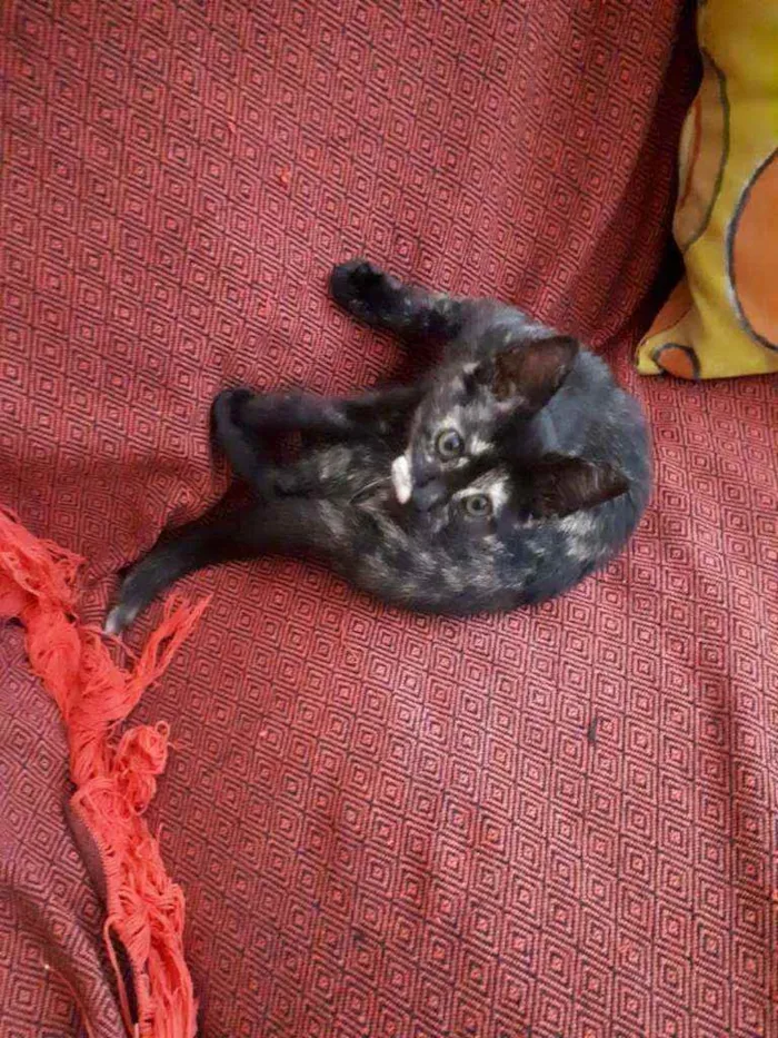 Gato ra a S.R.D. idade 2 a 6 meses nome Maria