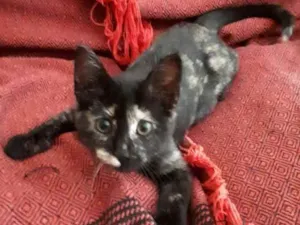 Gato raça S.R.D. idade 2 a 6 meses nome Maria