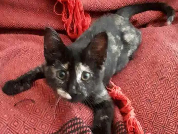Gato ra a S.R.D. idade 2 a 6 meses nome Maria