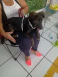 Cachorro raça SRD idade 2 a 6 meses nome Alexa
