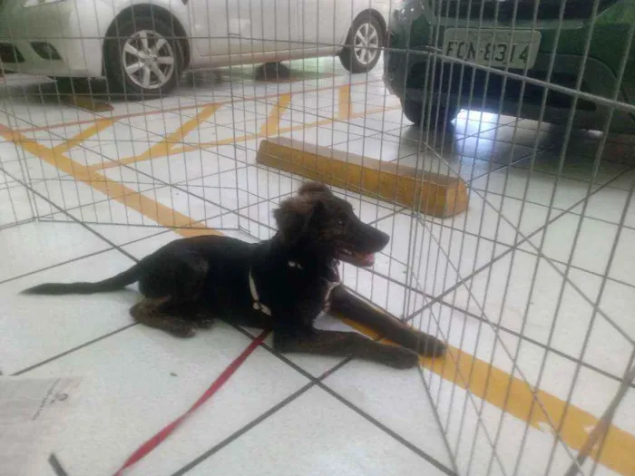 Cachorro raça SRD idade 2 a 6 meses nome Alexa
