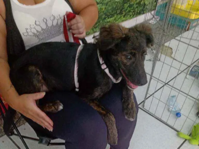 Cachorro raça SRD idade 2 a 6 meses nome Alexa