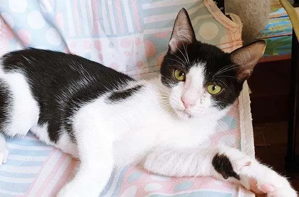 Gato raça SRD-ViraLata idade 2 a 6 meses nome FIFI FRAJOLA