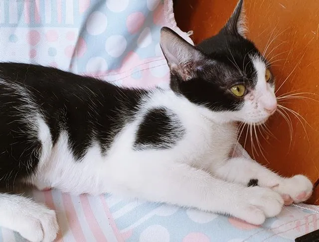Gato raça SRD-ViraLata idade 2 a 6 meses nome FIFI FRAJOLA