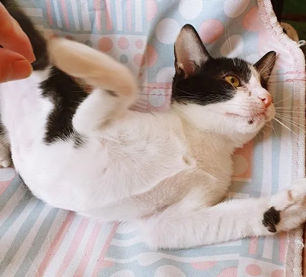 Gato raça SRD-ViraLata idade 2 a 6 meses nome FIFI FRAJOLA