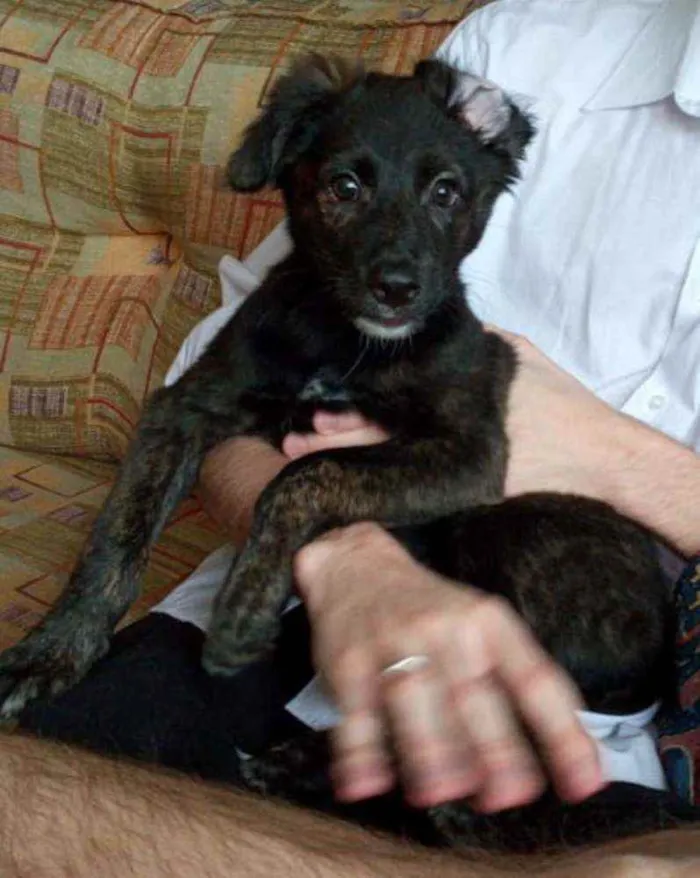 Cachorro raça SRD idade 2 a 6 meses nome Alexa