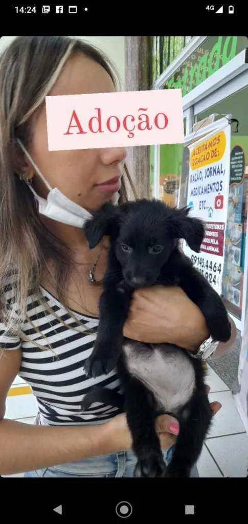 Cachorro raça SRD idade 2 a 6 meses nome Gaya
