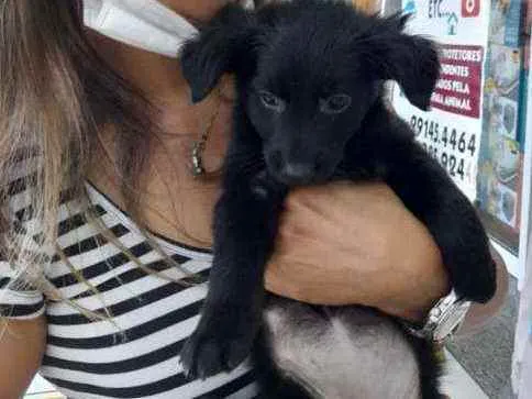 Cachorro raça SRD idade 2 a 6 meses nome Gaya