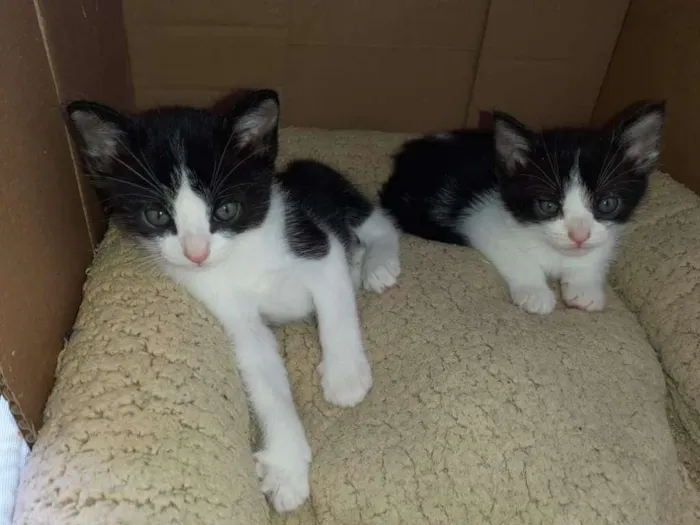Gato ra a  idade Abaixo de 2 meses nome Filhotes