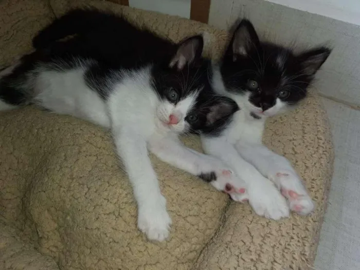 Gato ra a  idade Abaixo de 2 meses nome Filhotes
