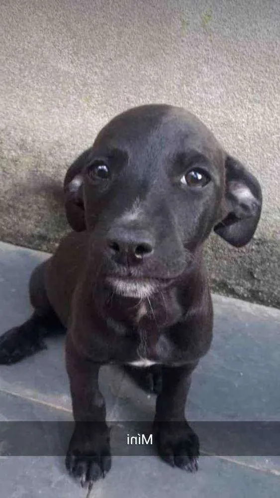 Cachorro ra a sem raça definida idade 2 a 6 meses nome sem nome