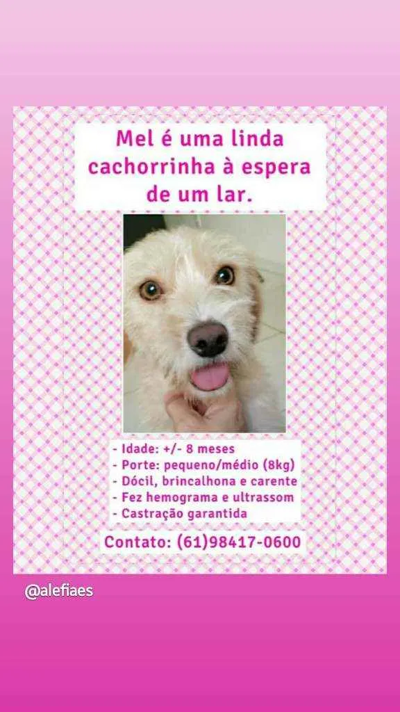 Cachorro ra a SRD idade 7 a 11 meses nome Mel