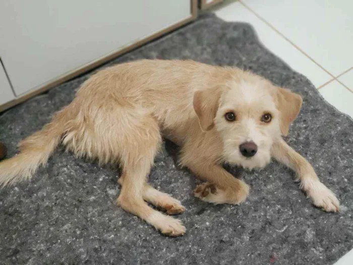 Cachorro ra a SRD idade 7 a 11 meses nome Mel