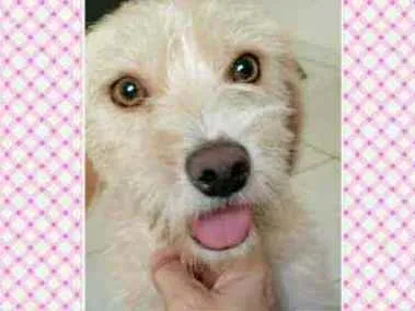 Cachorro ra a SRD idade 7 a 11 meses nome Mel