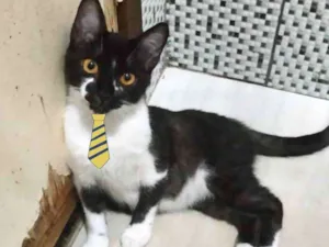 Gato raça SRD  idade 2 a 6 meses nome Floquinho 