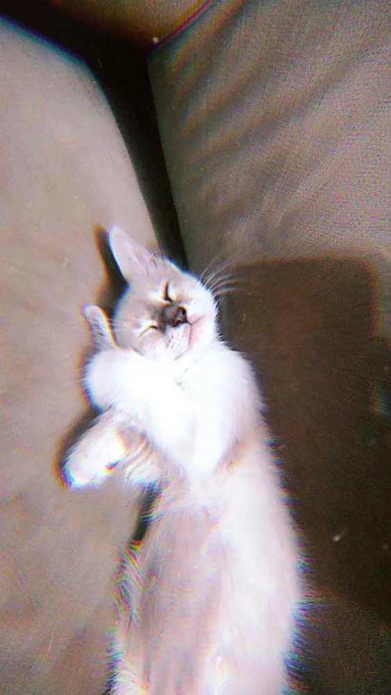 Gato raça  idade  nome Aruana