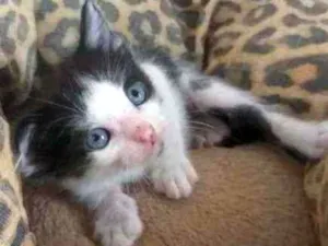 Gato raça S.R.D. idade Abaixo de 2 meses nome Mingau