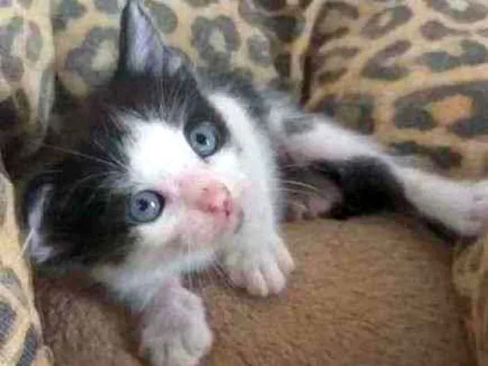 Gato ra a S.R.D. idade Abaixo de 2 meses nome Mingau