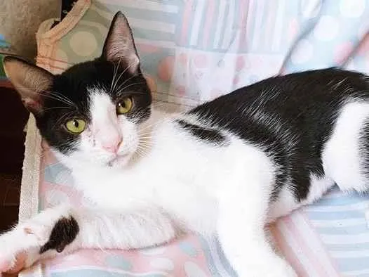 Gato raça SRD-ViraLata idade 2 a 6 meses nome FIFI FRAJOLA